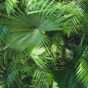 jungle fever, tropical desire, IPHEPHA - Das perfekte Wandkleid, Tapeten Online-Shop